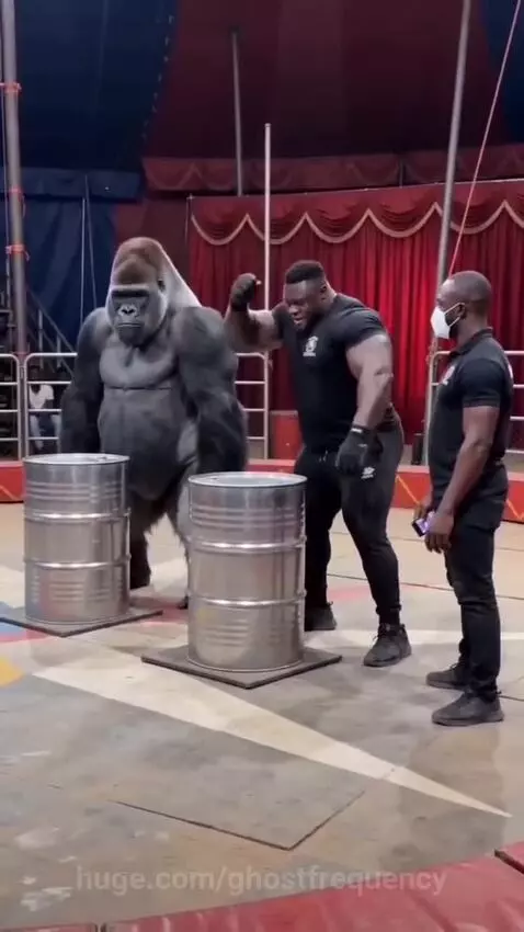 Person in a realistic gorilla suit smashing a metal barrel in a circus ring, with men and cheering crowd in the background.