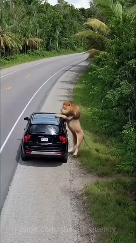 A lion lunges at a man standing next to an SUV in a jungle setting, with a lioness appearing nearby.