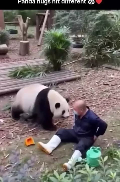 Giant panda sitting on the ground and hugging a man in a uniform, with a crowd watching in the background.