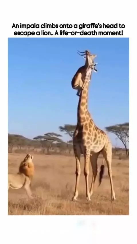 Impala perched on a giraffe's head to escape a lion in a dry savanna.