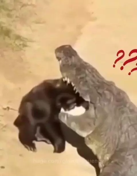 A large gorilla holding a stick, confronting a crocodile near water, with a baby gorilla nearby.