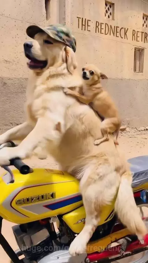 Golden retriever wearing a cap rides a motorcycle with a chihuahua on its back.