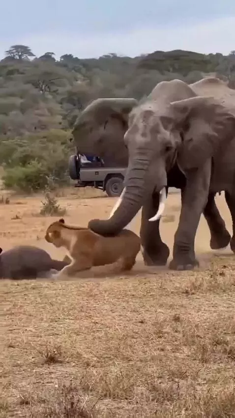 A large elephant with tusks charges towards a lioness lying on dry grass, with a safari vehicle in the background.