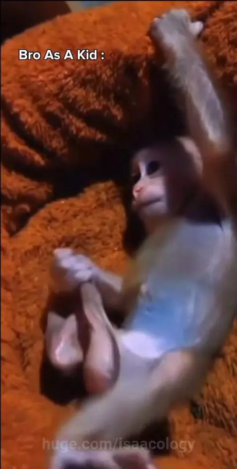 Close-up of a baby monkey with light fur, large dark eyes, and a small blue patch on its chest, looking innocent.