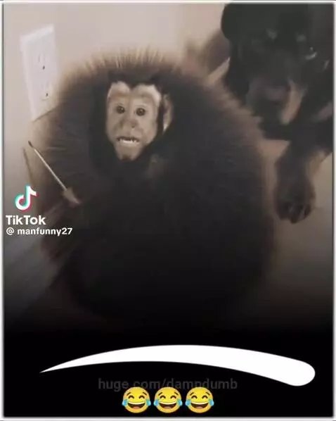 Monkey with fur standing on end after poking an electrical outlet with a screwdriver, comically distorted face.