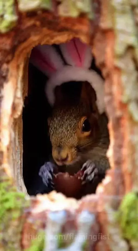 Woodpecker wearing pink bunny ears pecks at a chocolate egg held by a squirrel also wearing bunny ears.