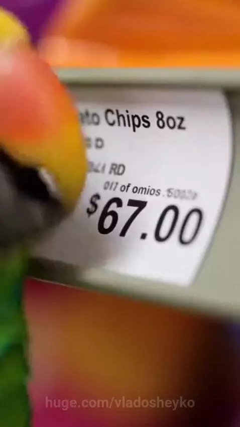 Green parrot with yellow head looking at a shelf of chips with a $67 price tag, then running away.
