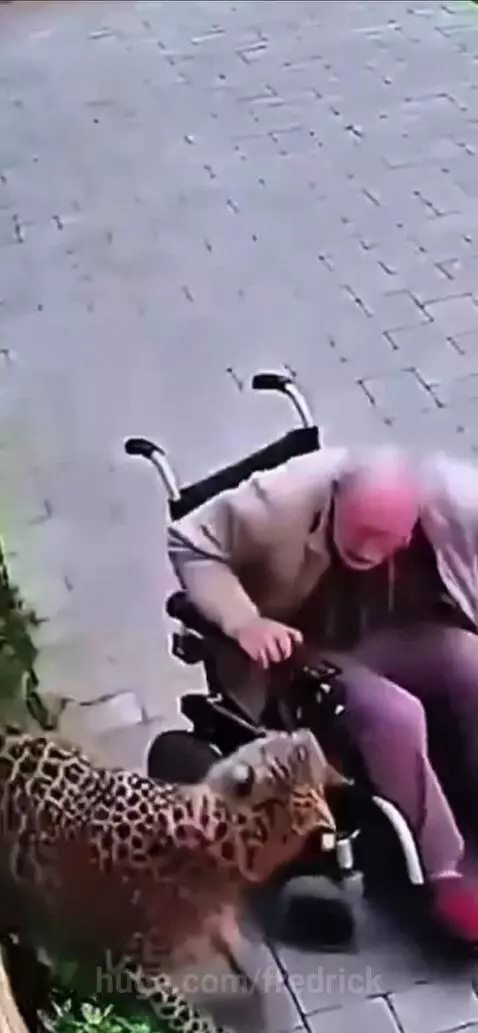 A dog lunges at a large spotted cat, defending a man in a wheelchair.