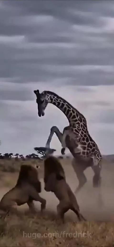 Two lions attacking a giraffe on a dusty savanna under a cloudy sky.