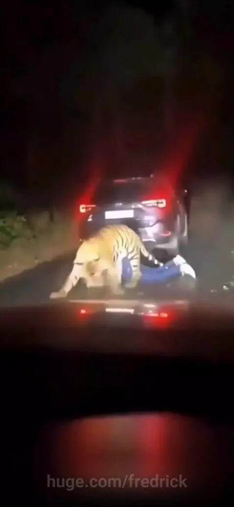 Tiger attacked woman by fredrick