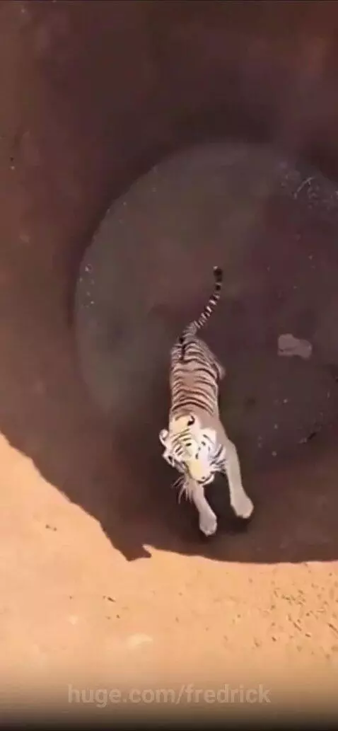 Animals in funny, precarious situations, including a tiger falling into a pit and a baboon swinging.