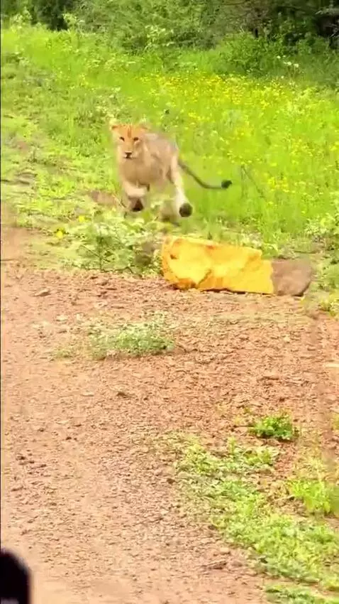 Lion cub chasing a warthog on a dirt road during a safari, with lush green vegetation in the background.