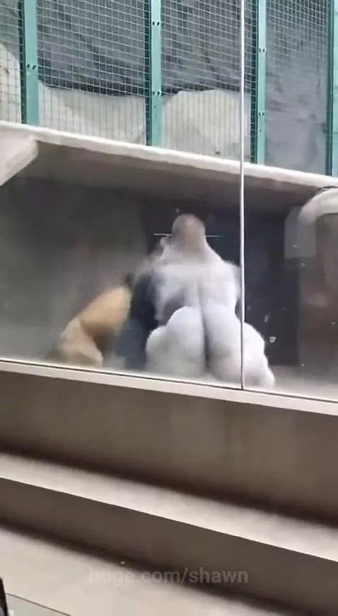 A gorilla aggressively hitting a lion through a glass barrier in a zoo enclosure.