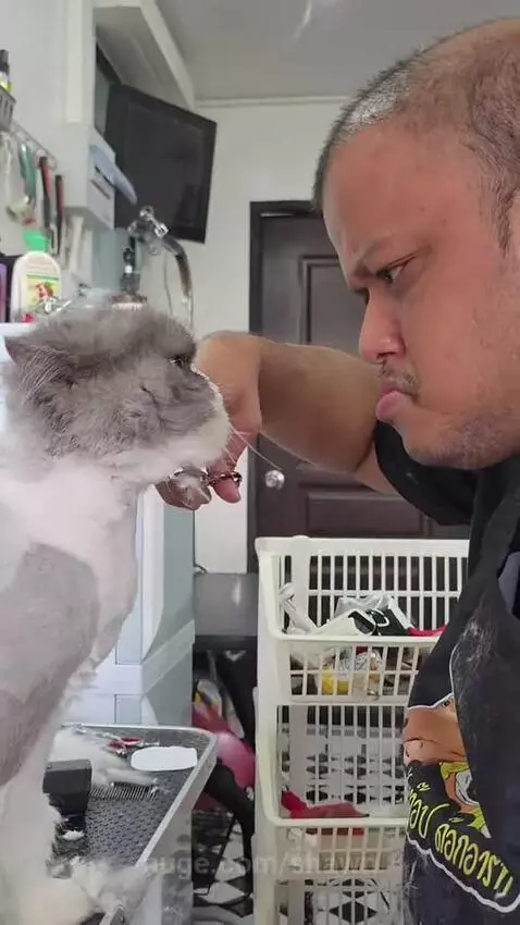 A cat with a grumpy expression sits while being groomed by a person with scissors.