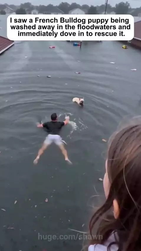 Man swimming through floodwaters to rescue a small French Bulldog puppy.