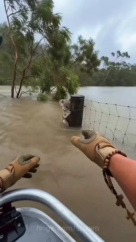 Rescuer extending hands to help a koala and its baby clinging to a fence post in floodwaters.