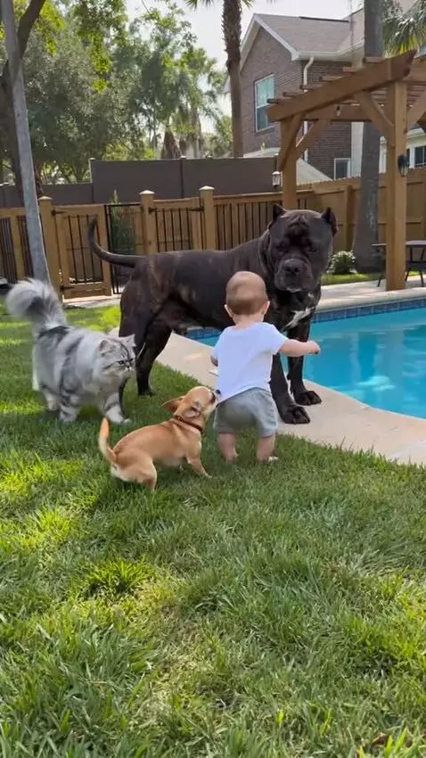 Baby sitting on grass near a pool with a large dog, a Chihuahua, and a cat.