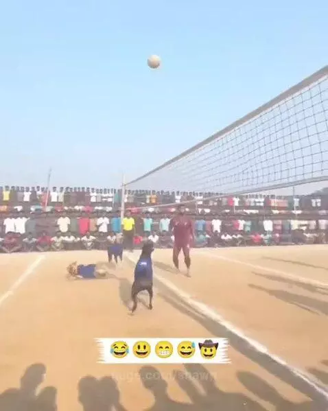 Dogs wearing blue vests playing volleyball with humans on a dirt court, crowd cheering in the background.