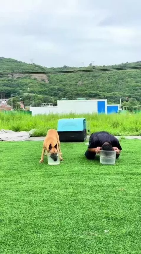 A dog playfully pushes a man's head into a bucket of water on a green field.