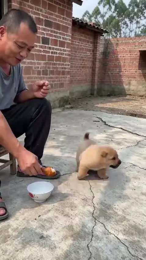 A small puppy sits on its hind legs, begging for a chicken drumstick from a man sitting on a stool.
