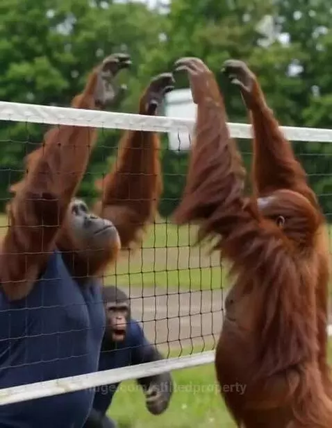 Gorillas and orangutans playing volleyball on an outdoor court, with a chimpanzee referee.