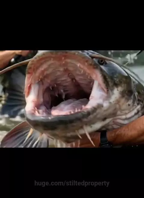 Two excited men holding a giant catfish with sharp teeth and whiskers during a river fishing trip.