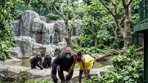 A large gorilla gently holding a crying young girl in a yellow dress inside a zoo enclosure with a waterfall.
