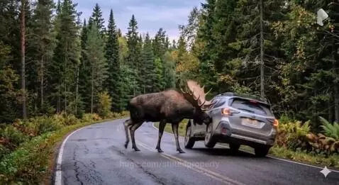 A large moose with large antlers flipping a silver SUV onto its side on a wet forest road.