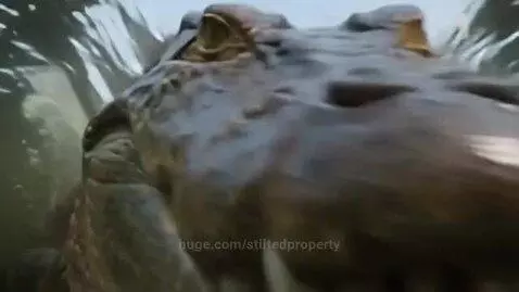 Crocodile lunging out of murky water to attack a wildebeest at the river's edge.