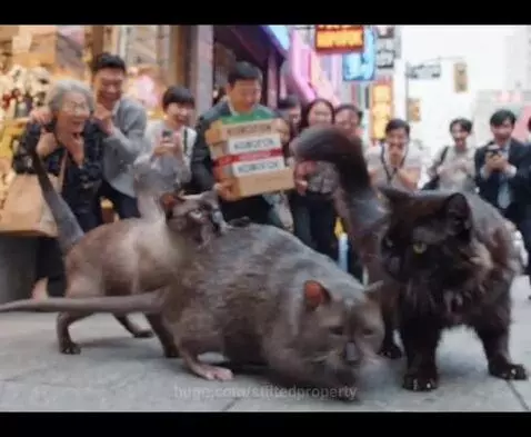 Giant cats chasing large rats down a city street sidewalk, with surprised and cheering crowds watching.