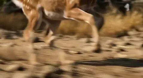 A Komodo dragon lunges at a spotted deer in a dry, grassy savanna during a hunt.