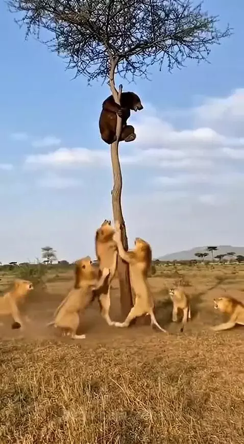 Brown bear high in a tree trunk, with lions clawing at the base below in a dry savanna.