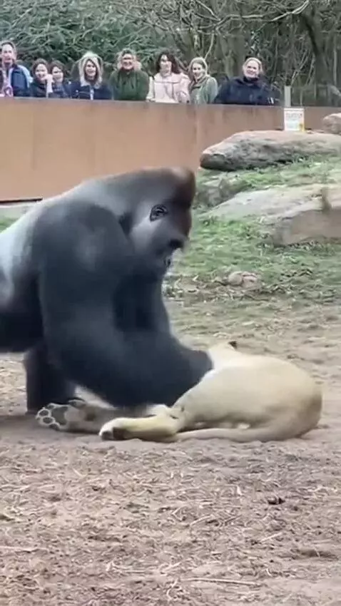 A large silverback gorilla striking a light-colored lioness lying on the ground.