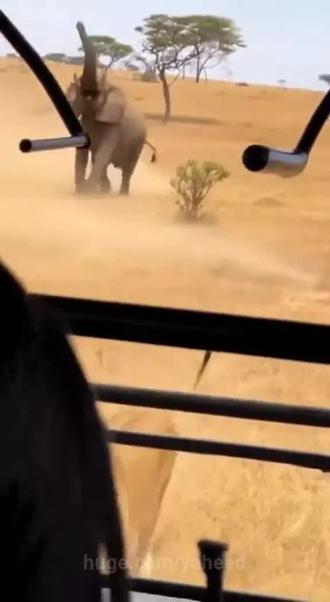 Lioness drops spotted cub with blue eyes into a safari vehicle as an elephant charges in the background.