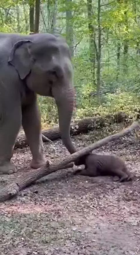 An elephant gently nudges a fallen log away from a small baby bear in a forest setting.