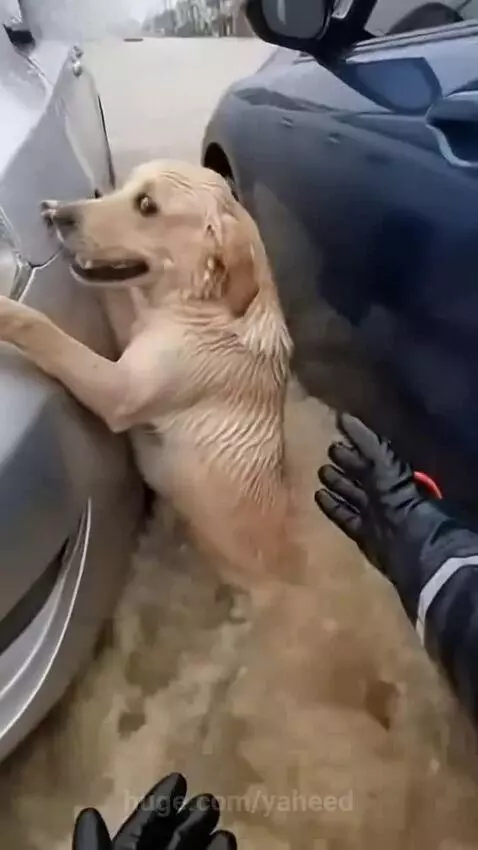 Rescuer in waterproof gear reaching out to a golden retriever dog struggling in floodwaters.