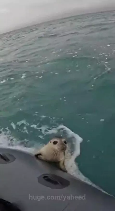 Baby seal being helped into an inflatable boat by a person during a storm.