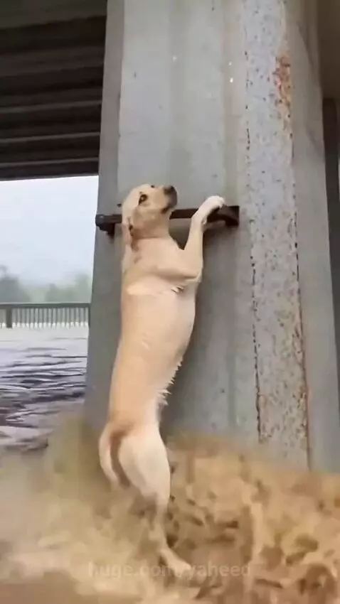 A light-colored dog clings to a concrete pillar under a bridge as a rescuer descends to save it from high water.