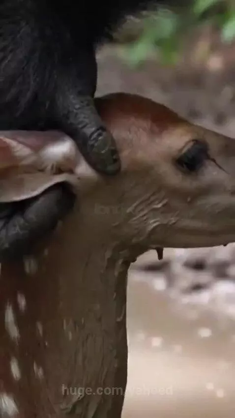 A large silverback gorilla gently lifting a small spotted deer out of a muddy puddle in a forest.