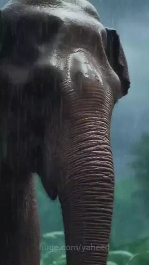 Tourists use ropes to rescue a baby elephant from deep mud in a jungle.