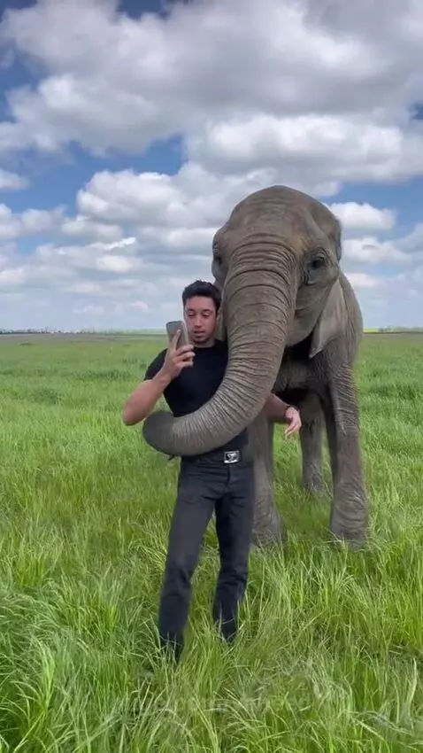 Man affectionately embracing an elephant's trunk in a lush green field.