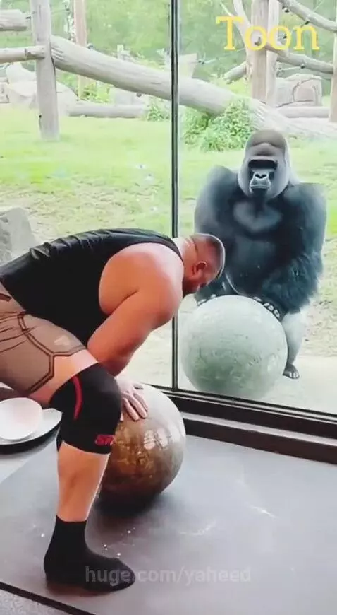 The ultimate challenge between  a man and a gorilla. Who is ... by yaheed