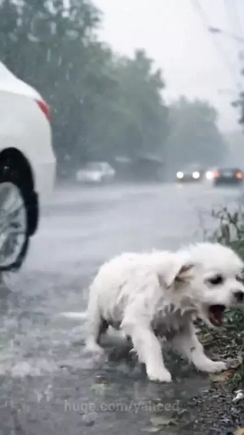 A man in a yellow raincoat gently holding a small, wet puppy he just rescued from a rainstorm.