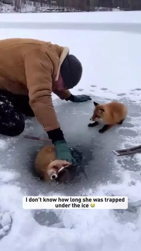 Man in winter coat pulling a red fox out of a hole in a frozen, snowy lake.