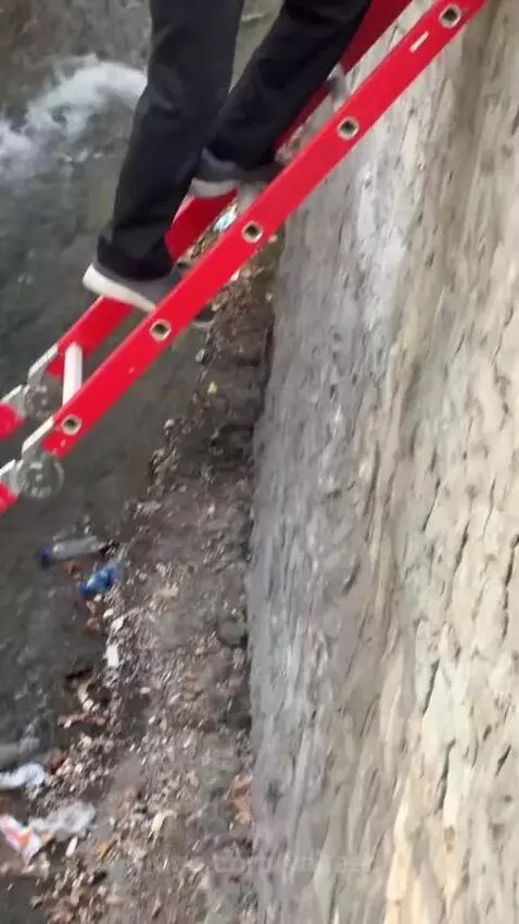 Man using a ladder to rescue a distressed orange cat from a concrete ditch near a stream.
