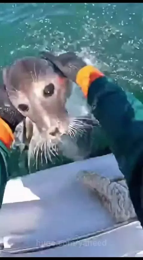 Fisherman gently petting a small, dark-eyed baby seal lying on its back on a boat.