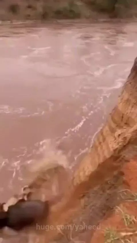 A buffalo with a lion clinging to its back falls off a steep cliff into a turbulent, muddy river.