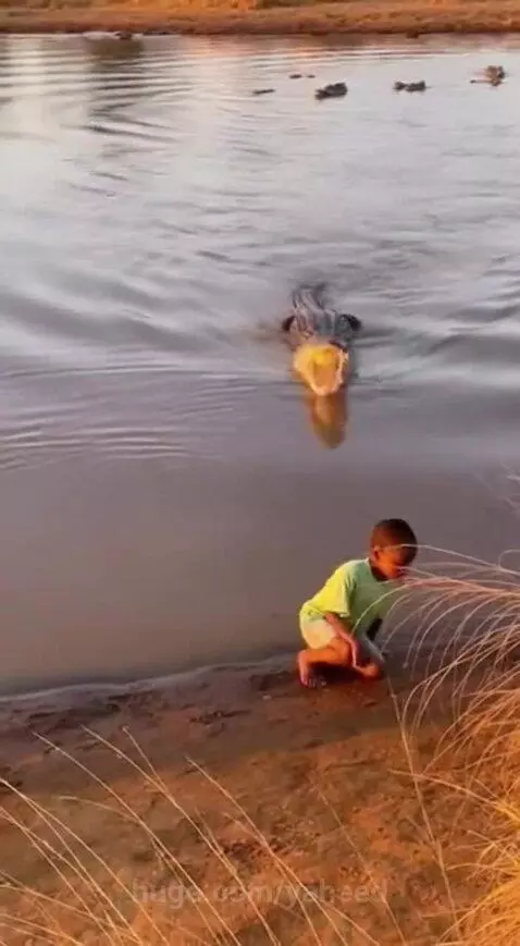 Elephant shields a young boy from a crocodile in a river, pushing the child to safety.