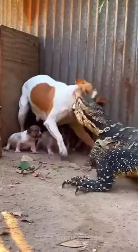 A mother dog with brown patches aggressively barking and lunging at a monitor lizard to protect her puppies.