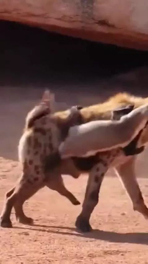 A honey badger latches onto a hyena's back and side as the hyena thrashes violently.
